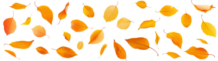 Wall Mural - photo of vibrant yellow and orange leaves falling on transparent panoramic background, png file. fal