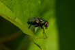 © ProteanVisuals - Bubbling behaviour for cooling by a Common green bottle fly