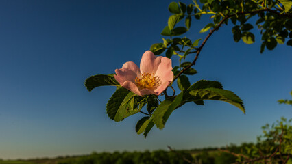 Wall Mural - Rose rosehip flower against the background of the sky.