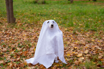 Wall Mural - Jack Russell Terrier dog in a ghost costume in the autumn forest. 