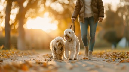 A person walks alongside two fluffy dogs on a leash down an autumn pathway covered in fallen leaves, showcasing the tranquil bond between humans and their pets.