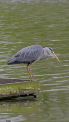 Wall Mural - Vertical Video of a Grey Heron