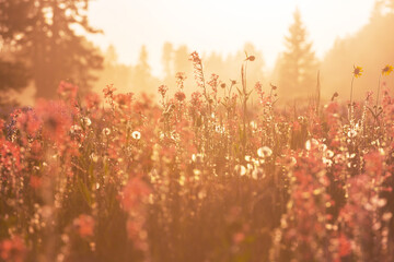 Canvas Print - Sunny meadow