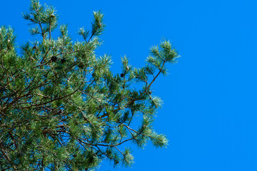 Green lush pine branch against deep blue sky. Sky is clear and there are pinecones in the tree. Pine trees are evergreen, coniferous and resinous.