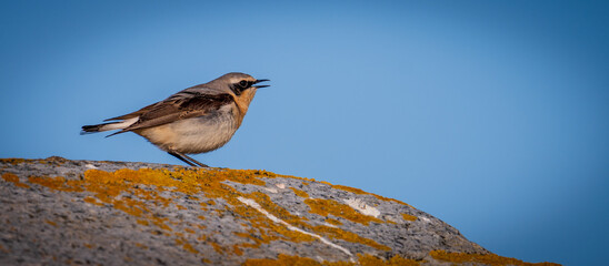 Wall Mural - Northern Wheatear perched on a rocky island in sunlight......