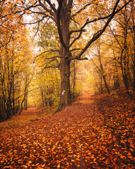 Wall Mural - Nice autumnal scene in the forest