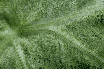 Wall Mural - Close-up of a green leaf showing detailed vein structure.