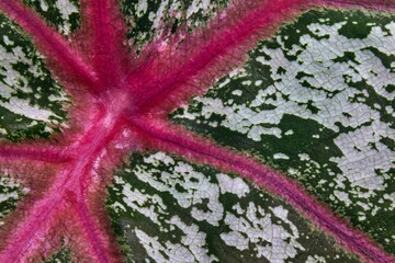 Wall Mural - Close-up of a colorful leaf with vibrant pink veins and green and white patterns.