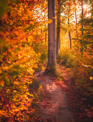 Wall Mural - Nice autumnal scene in the forest