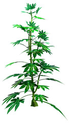 Poster - 3D Rendering Japanese Aralia Plant on White