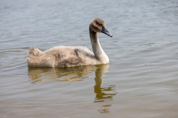 Wall Mural - young swans in gray down swim on the lake