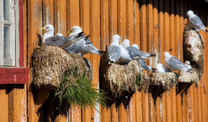 Seagulls Nesting on a Fisherman's Cabin in Vardo, Finnmark, Norway