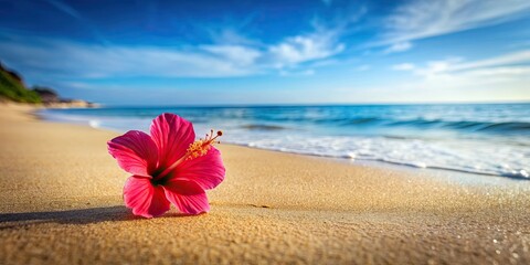 Sticker - Hibiscus flower on beach with ocean in background , tropical, hibiscus, flower, beach, ocean, serene, nature, beautiful