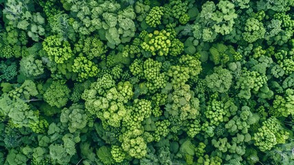 Wall Mural - Background landscape texture with forest trees, Aerial top view of forest atmosphere, Texture of forest view from above, Concept of ecosystem and healthy ecology environment.