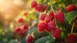 © horizon - Ripe raspberries on the bush, vibrant red berries, lush green leaves, soft sunlight, golden hour, macro photography, shallow depth of field, garden scene, summer harvest.