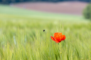 Wall Mural - Nice poppy flower in the cereal field in springtime