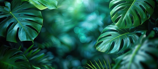 Sticker - Lush Tropical Foliage with Bokeh Background