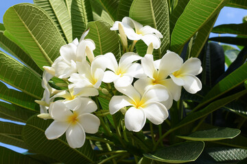 Wall Mural - beautiful white frangipani flower blooming in springtime, natural background