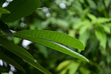 Wall Mural - beautiful green leaf texture in springtime, water drop on frangipani leaves