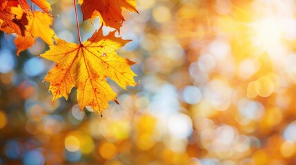 Wall Mural - Golden maple leaves on blurred background in fall park