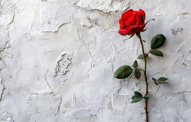 Painting of a single red rose in graffiti style with stencil effect on a whitewashed concrete texture wall. Landscape format with white space for copy.