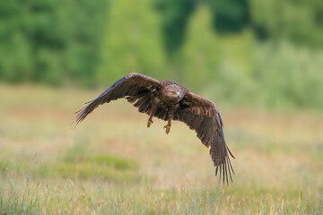 Wall Mural - Large bird of prey in flight