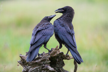 Wall Mural - Two young ravens are having some sort of dispute