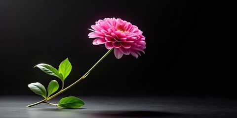 Canvas Print - Single pink flower with green stem and leaves on black background , Pink, flower, green, stem, leaves, black