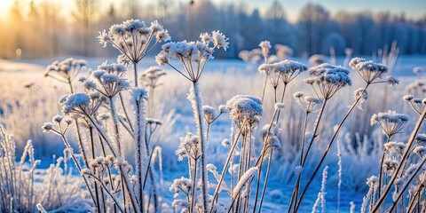 Canvas Print - Winter scene of frost and snow covered branches of dry grass, frost, snow, branches, dry grass, winter, cold, frozen, nature