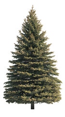 Poster - Christmas pine tree isolated.