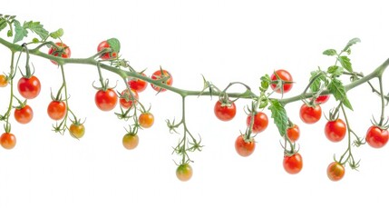 Wall Mural - Branches with ripe cherry tomatoes isolated on white. 