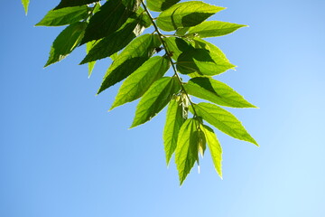 green leaves against blue sky