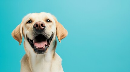 happy labrador retriever dog smiling in front of blue background