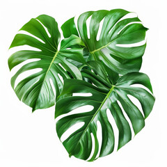 Wall Mural - A pair of monstera leaves crossing each other, with vibrant green and detailed veining, isolated on white background