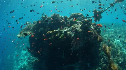 Wall Mural - Colorful reef fish school above healthy corals near Alor, Indonesia. This beautiful, tropical region harbors extraordinary marine biodiversity and is a popular destination for diving.