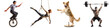 © ZeyBer - Multisport Athletes and Active Dog in Various Dynamic Poses