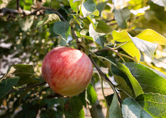 Wall Mural - Red apple in a tree during autumn