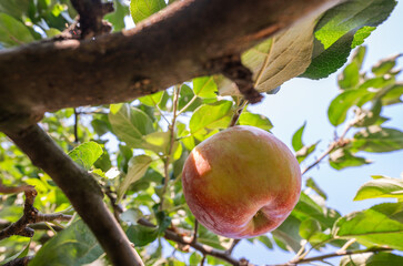 Wall Mural - Red apple in a tree during autumn