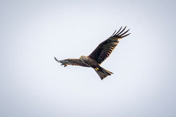 Wall Mural - eagle in flight