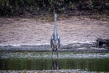 Wall Mural - great blue heron