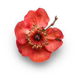 Pomegranate Flowers and Fruit in Full Bloom on Transparent Background