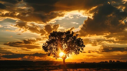 Wall Mural - Golden sunset sky with tree silhouette