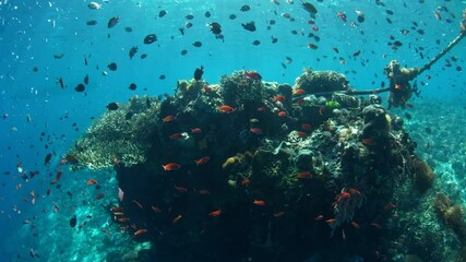 Wall Mural - Colorful reef fish school above healthy corals near Alor, Indonesia. This beautiful, tropical region harbors extraordinary marine biodiversity and is a popular destination for diving.