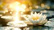© BoOm - Beautiful white lotus flower in full bloom with sunlight reflecting off water surface, creating a serene and tranquil scene in nature.