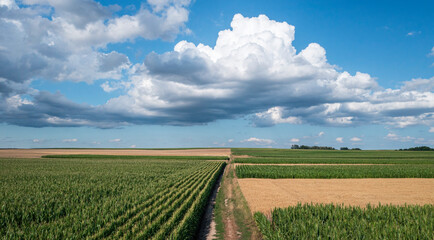 Dirt road between rye and corn fields.