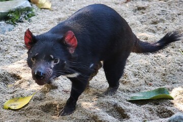 Canvas Print - Tasmanian Devil, Australia