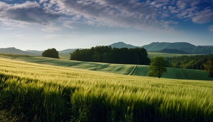 Wall Mural - art rural landscape field and grass