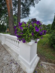 flowers in a garden