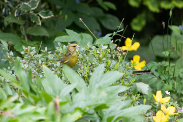 Natural photo of a wild male greenfinch (Chloris chloris) foraging in a patch of wildflowers