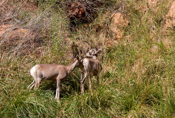 Canvas Print - Desert Bighorn Sheep Lambs in Northern Arizona